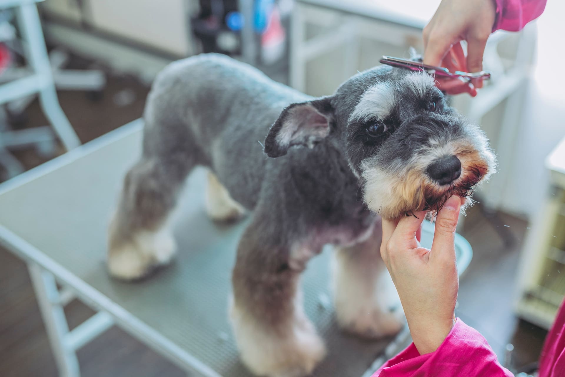 松山でトリミングサロンをお探しなら、DOGSALON なで