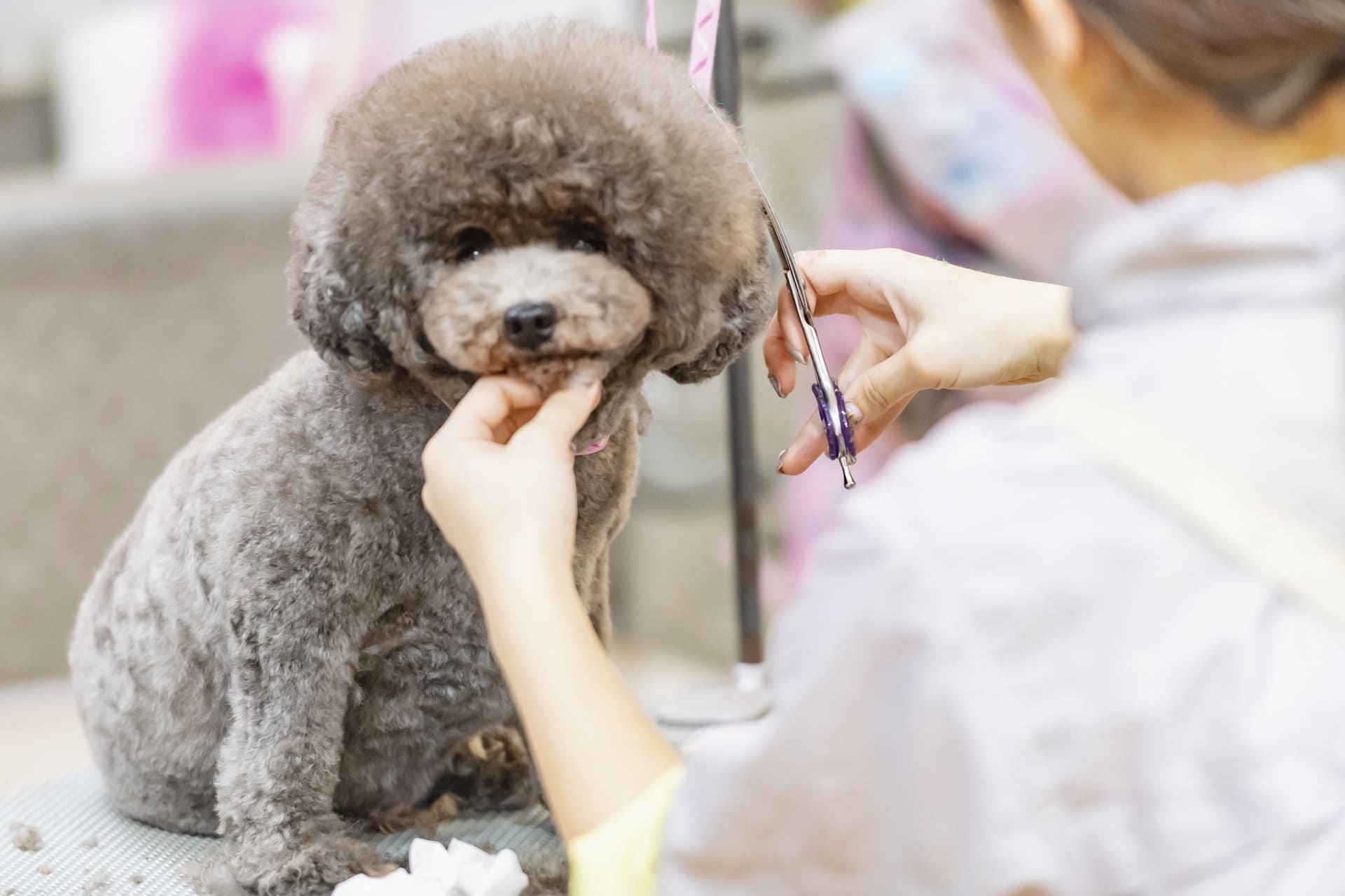 松山でトリミングサロンをお探しなら、DOGSALON なで