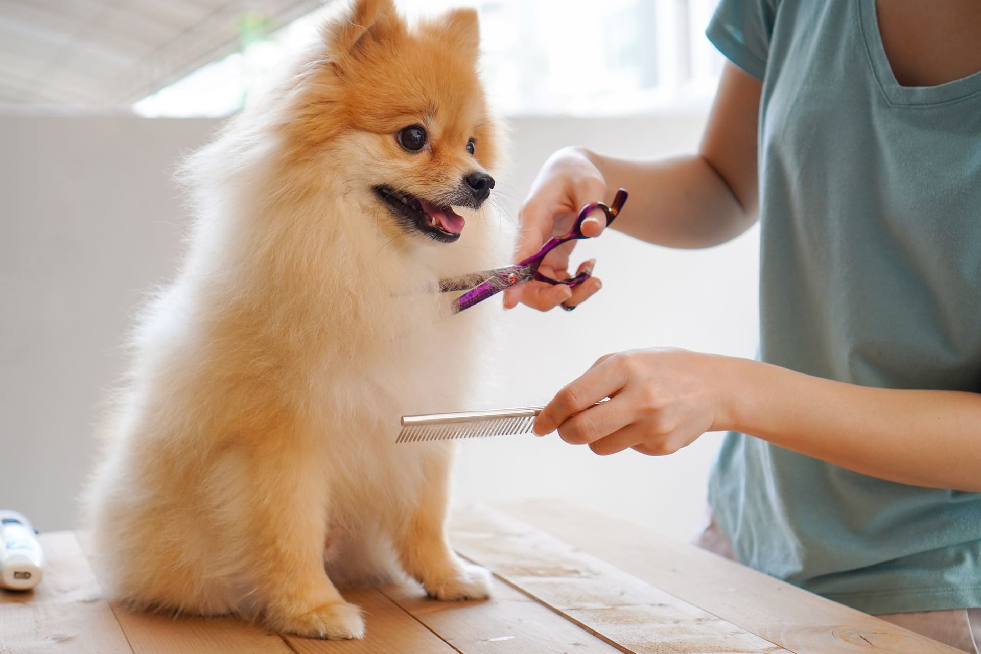 カットで快適な毎日 | 愛媛県松山のトリミングならDOGSALON なで