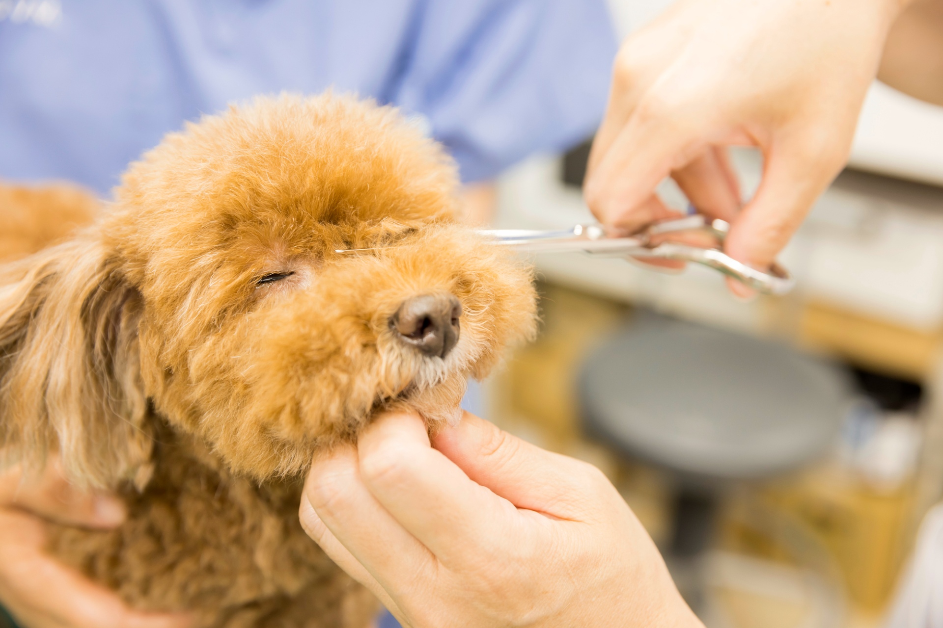 部分カットでお手入れ | 愛媛県松山のトリミングならDOGSALON なで