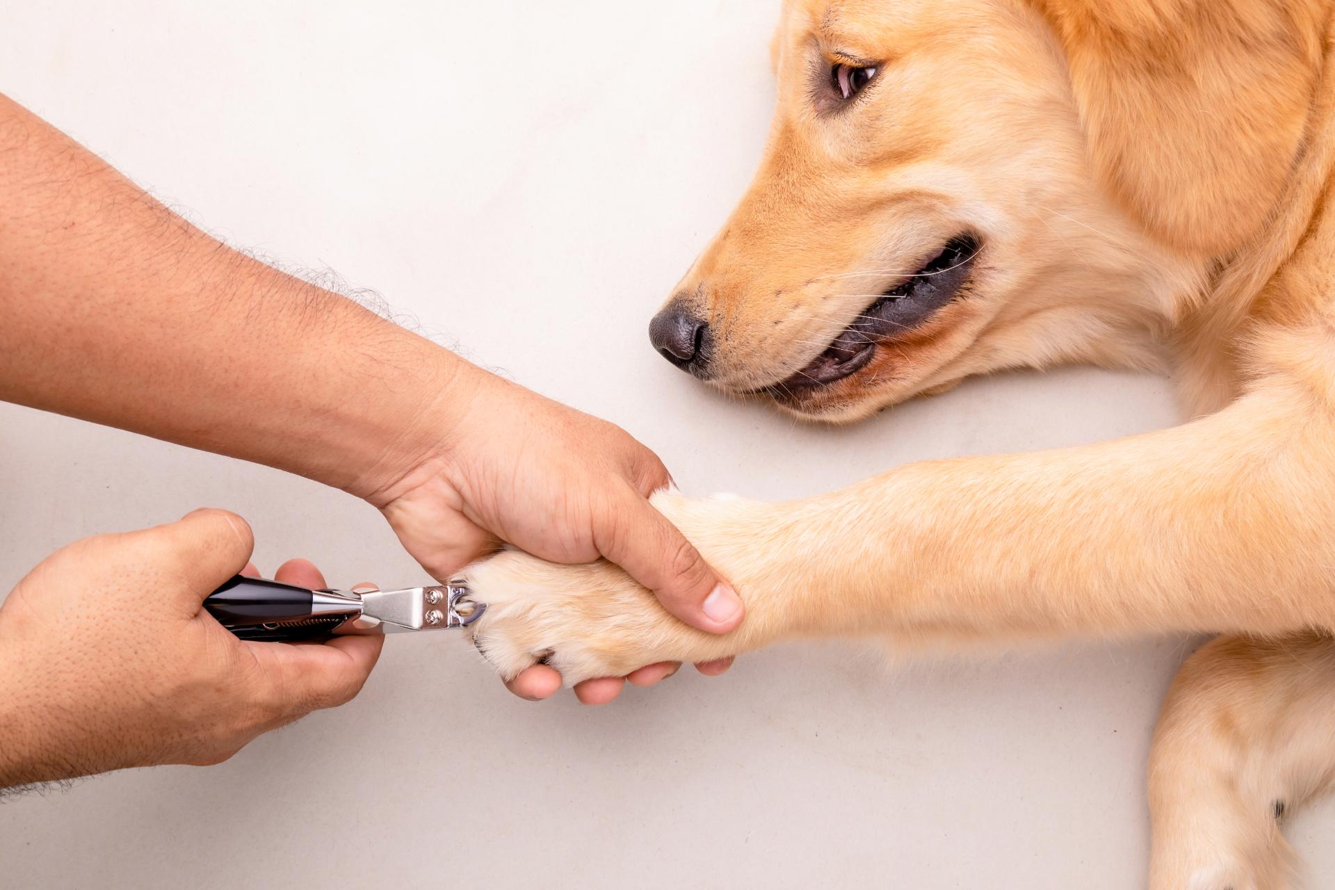 爪切りで安全 | 愛媛県松山のトリミングならDOGSALON なで