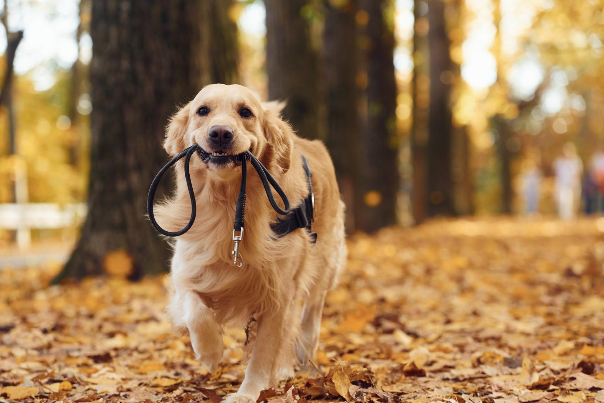 大型犬の健康維持 | 愛媛県松山のトリミングならDOGSALON なで