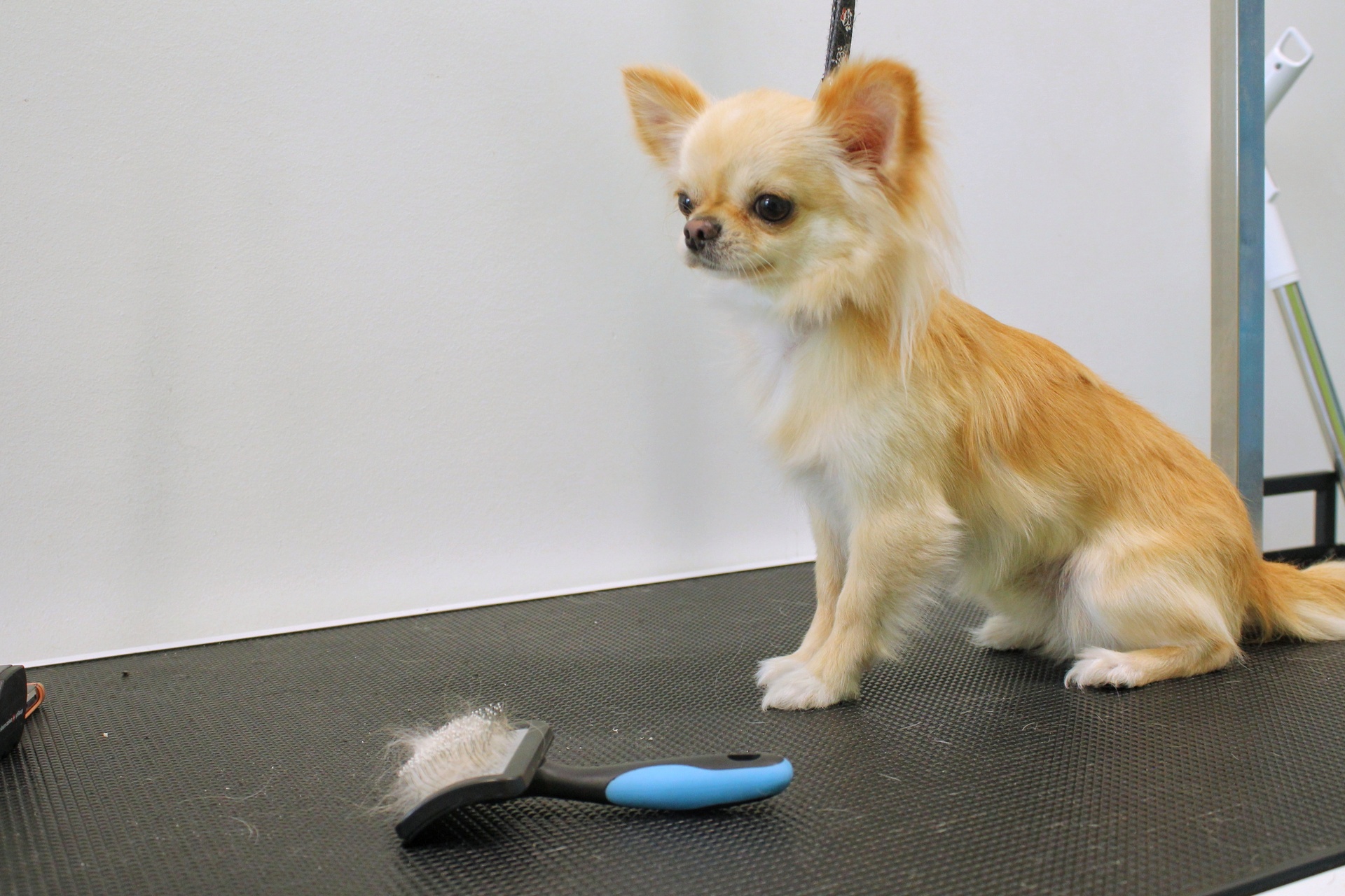 小型犬に優しい施術 | 愛媛県松山のトリミングならDOGSALON なで