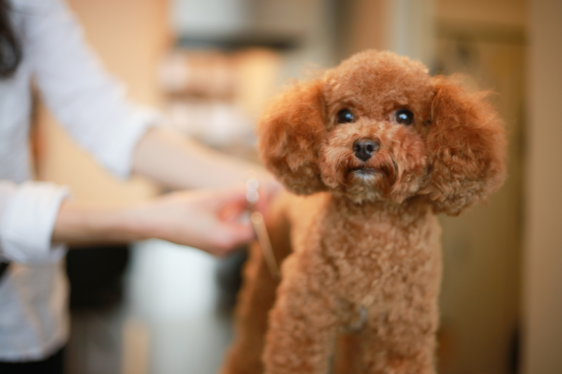 トイプードルのカット | 愛媛県松山のトリミングならDOGSALON なで