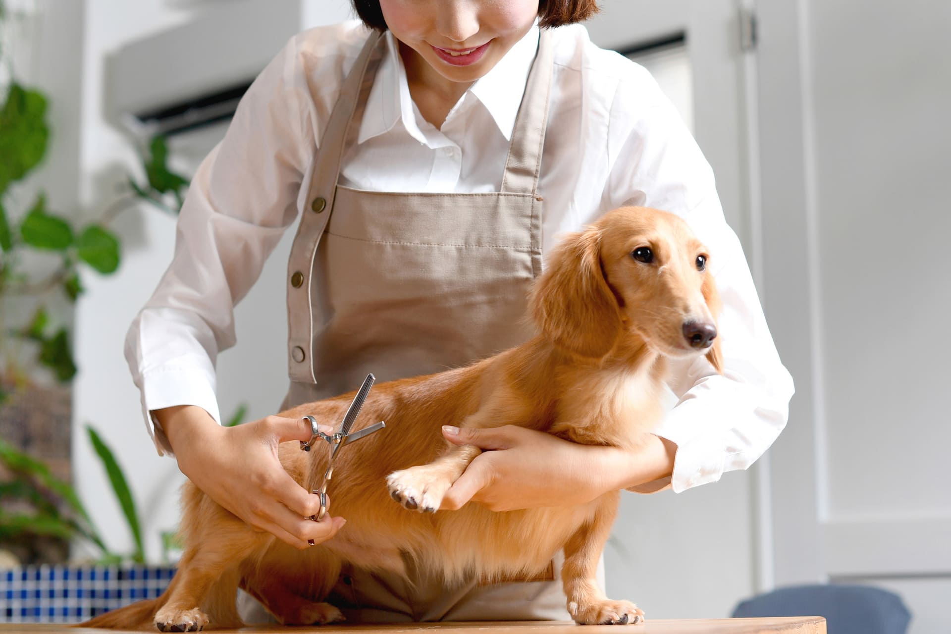 ダックスのお手入れ | 愛媛県松山のトリミングならDOGSALON なで