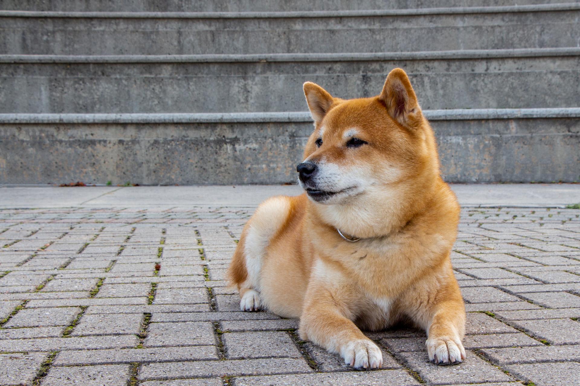 柴犬に合わせた施術 | 愛媛県松山のトリミングならDOGSALON なで