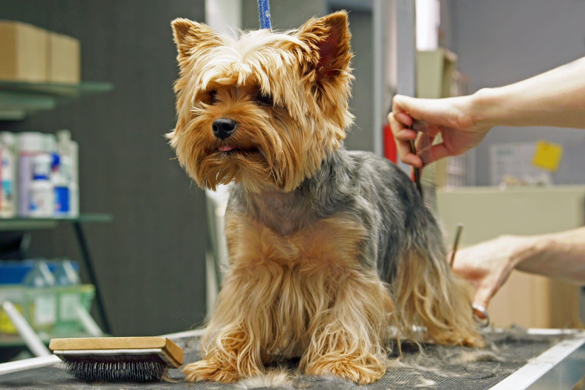 怖がり・老犬・大型犬にも寄り添う負担軽減の丁寧なトリミングをご提供