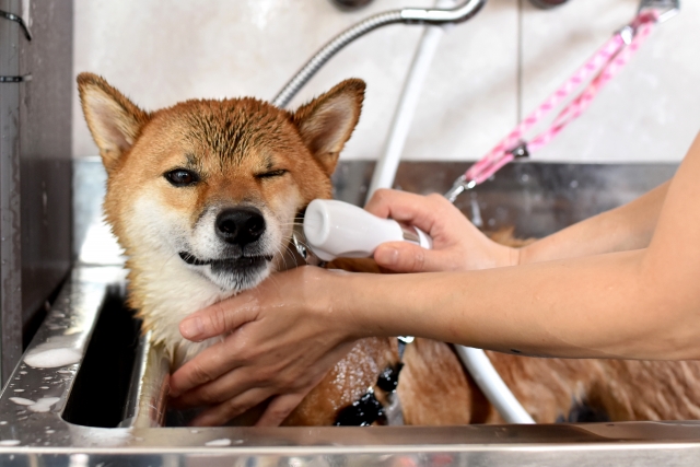 DOGSALON　なでが（キーワード）で選ばれる理由！