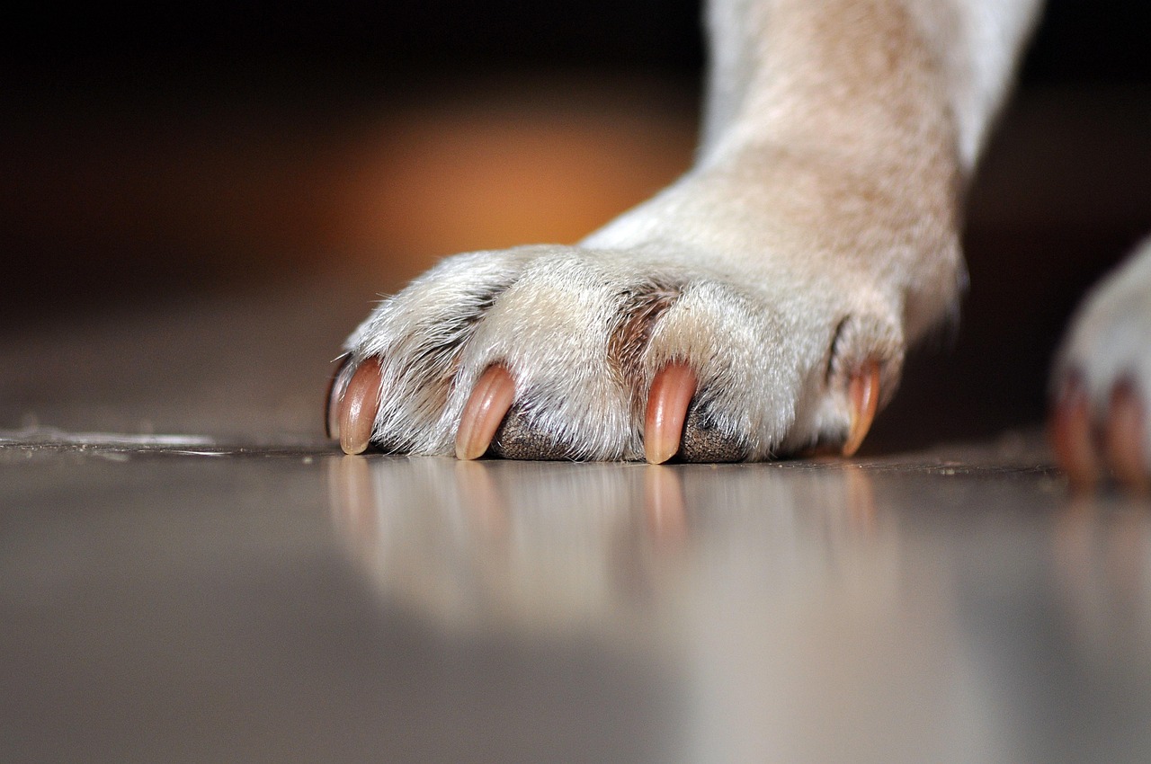 自宅で簡単にできる！安心・便利な犬の爪切りガイド