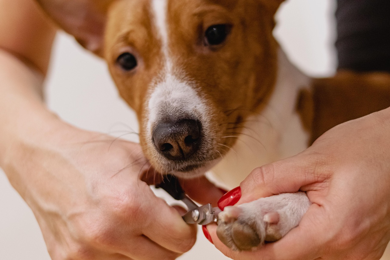 犬が嫌がらないコツ