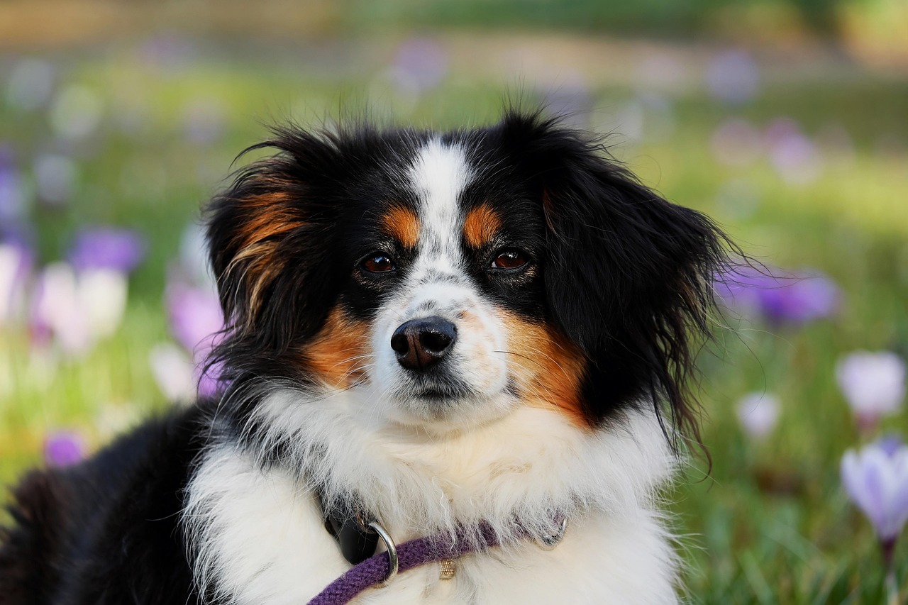 ペットの魅力を引き出す！愛犬の美しさと健康をサポートします