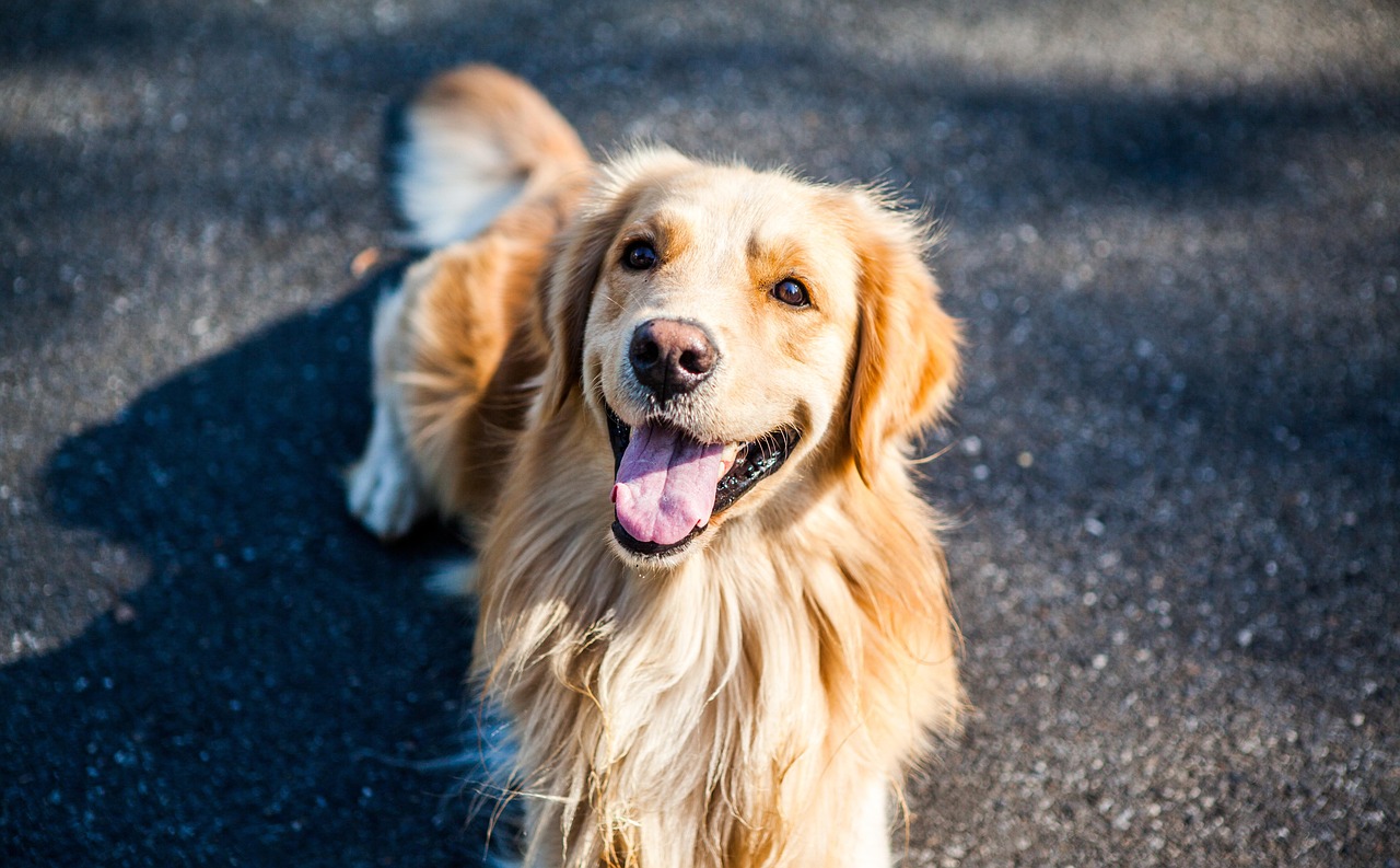 大型犬トリミングの安心ケア