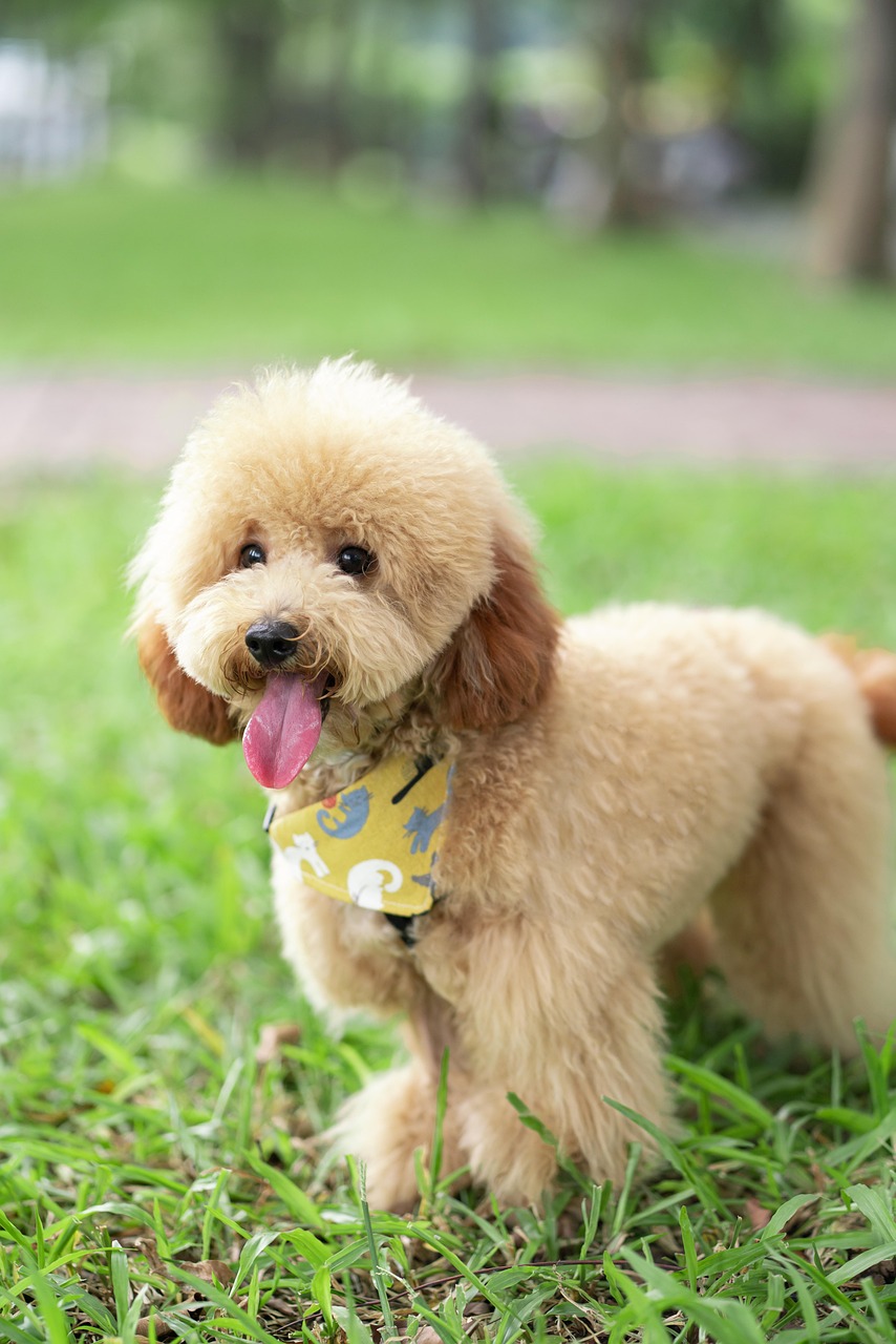 松山市のプードルカットで、すべての犬に特別なケアを