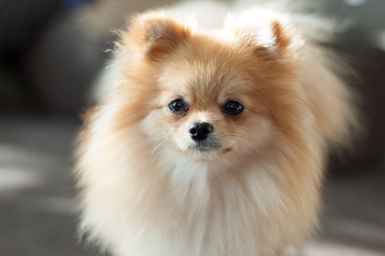 リーズナブルな価格で愛犬の美しさを引き出す、安心のトリミングサービス
