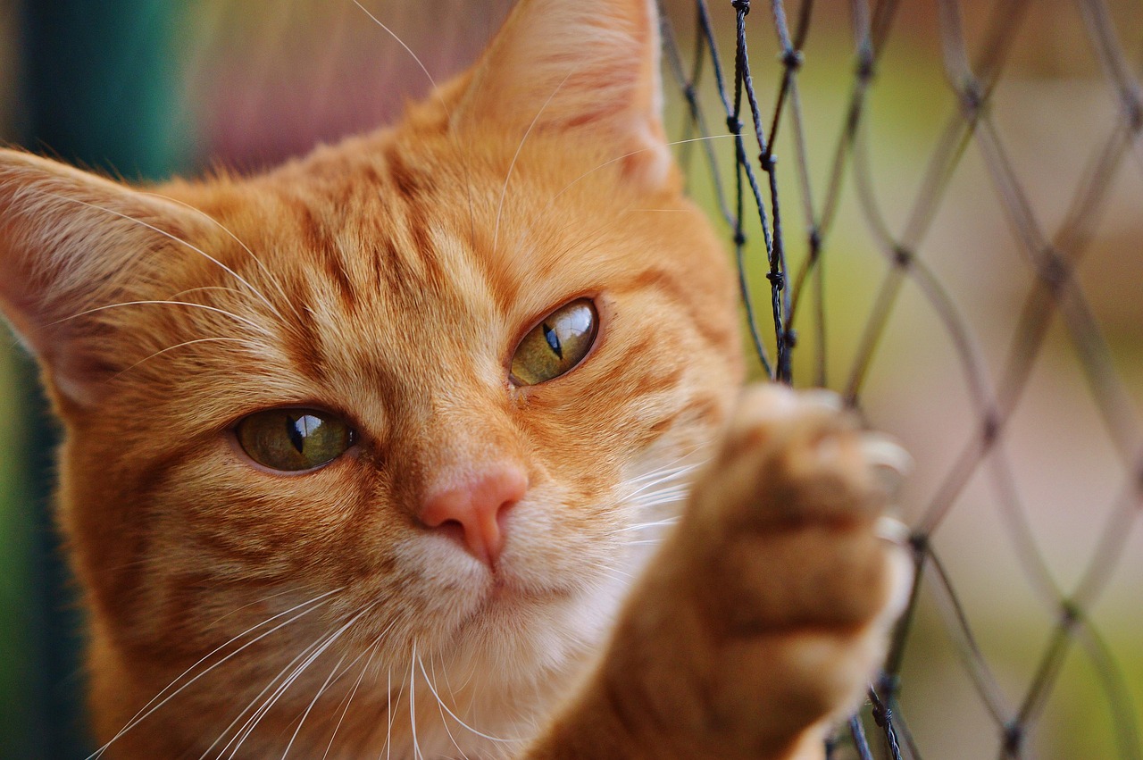 愛猫の爪切り、リラックスしながら楽しむ新体験！