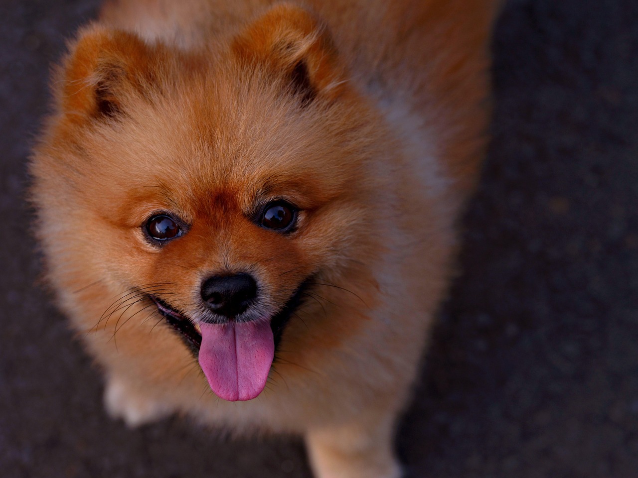 小型犬のトリミング頻度を見直して、健康で美しい毛並みを保ちましょう！