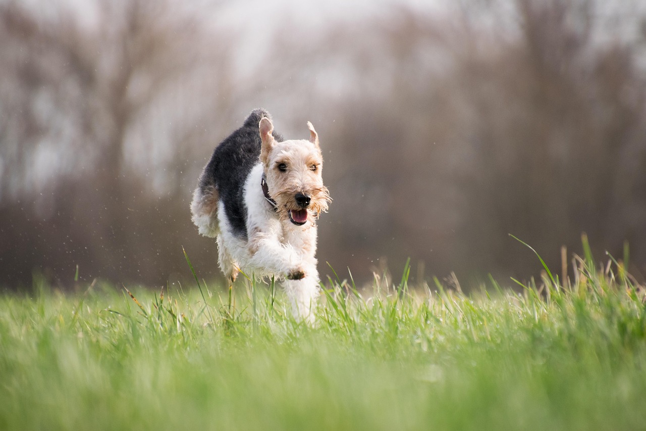 愛犬に最高のケアを、リーズナブルな価格で提供するペット美容サービス