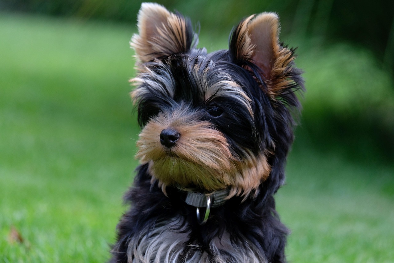 愛犬にぴったりのカットで魅力を引き出す！