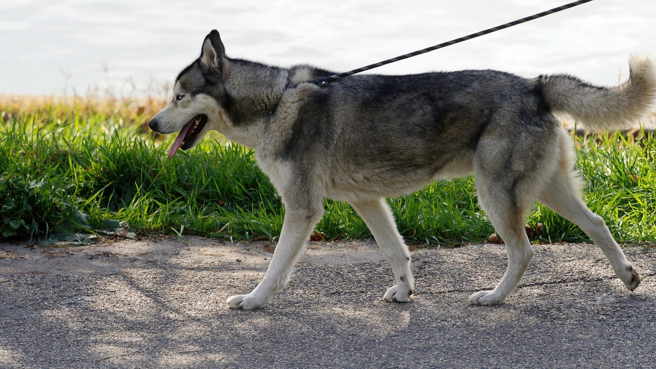毛が抜ける犬のケア