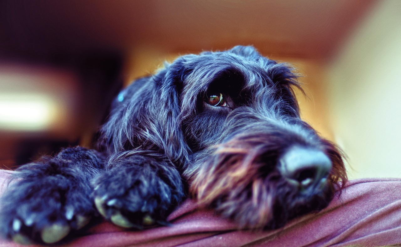 あなたの愛犬に合わせた最適なケアを提案！