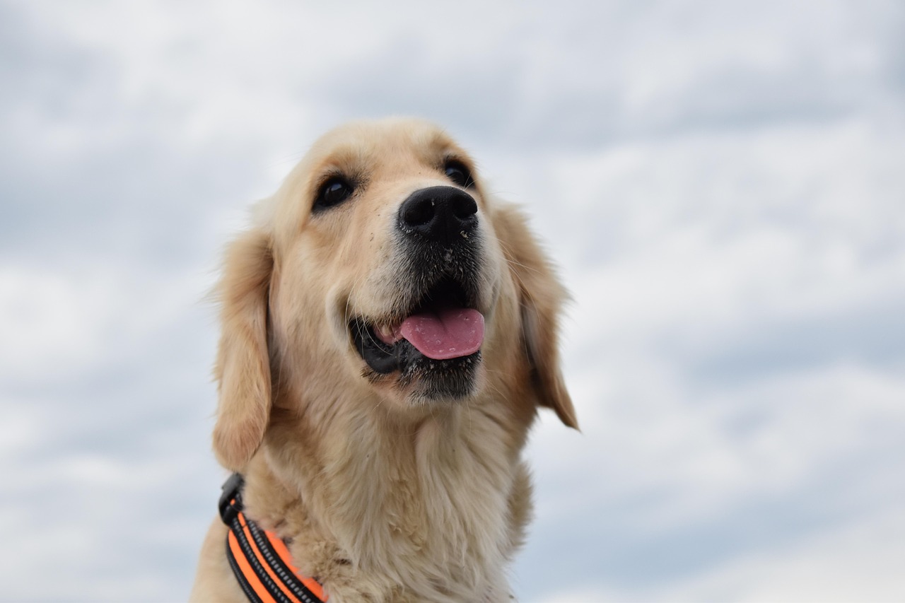 愛する大型犬を扱う松山市のシャンプースペシャリスト！
