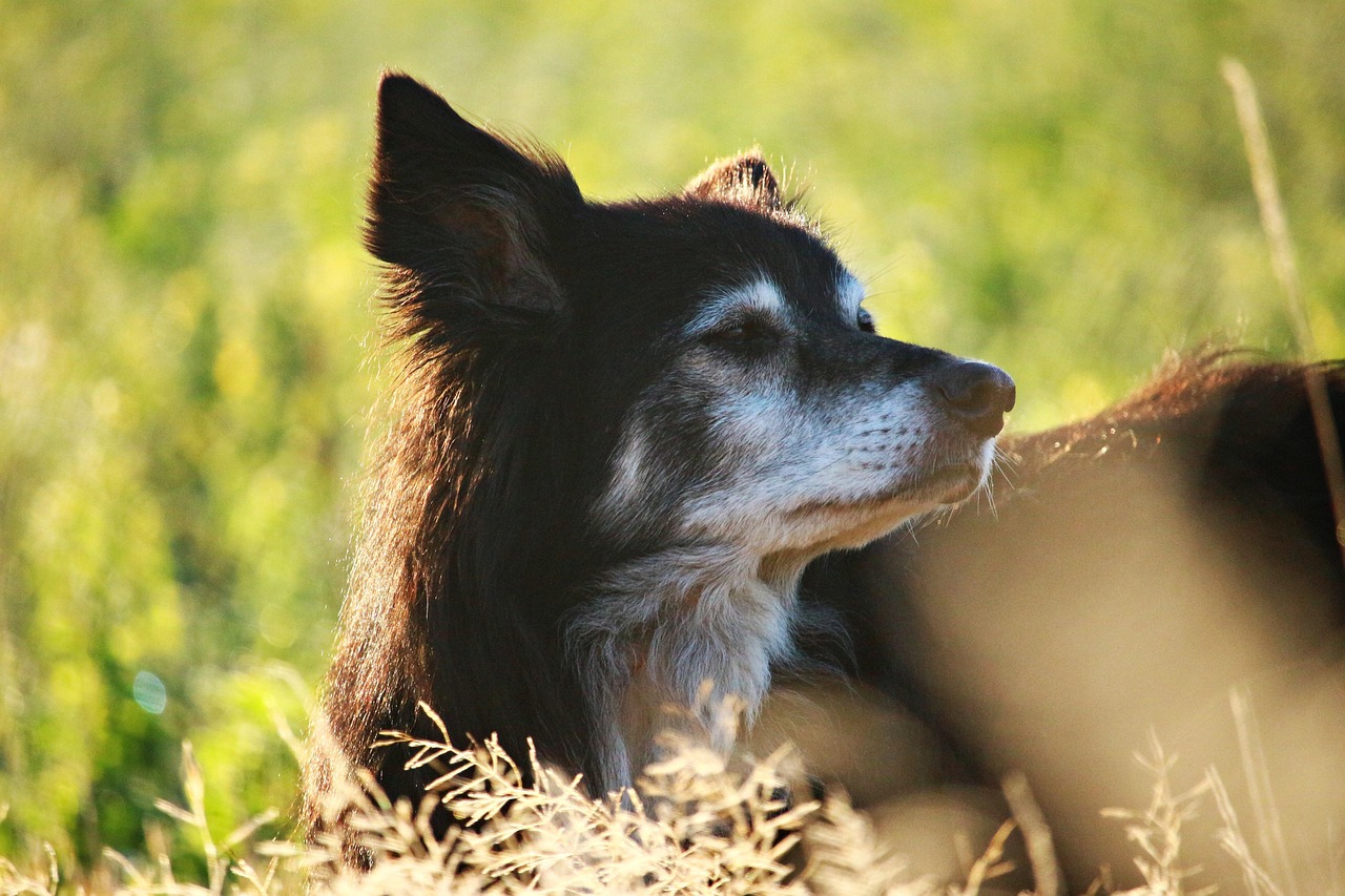 老犬も安心！優しいケアで愛犬をサポートします