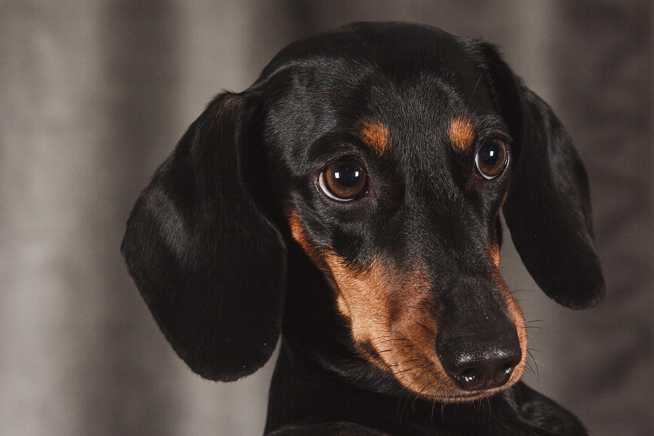 ダックスやトイプードルも安心、北条の犬専門美容室！