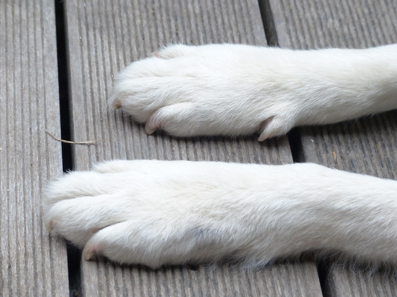 愛犬の健康を守る！家庭で簡単にできる爪切りと足裏ケア