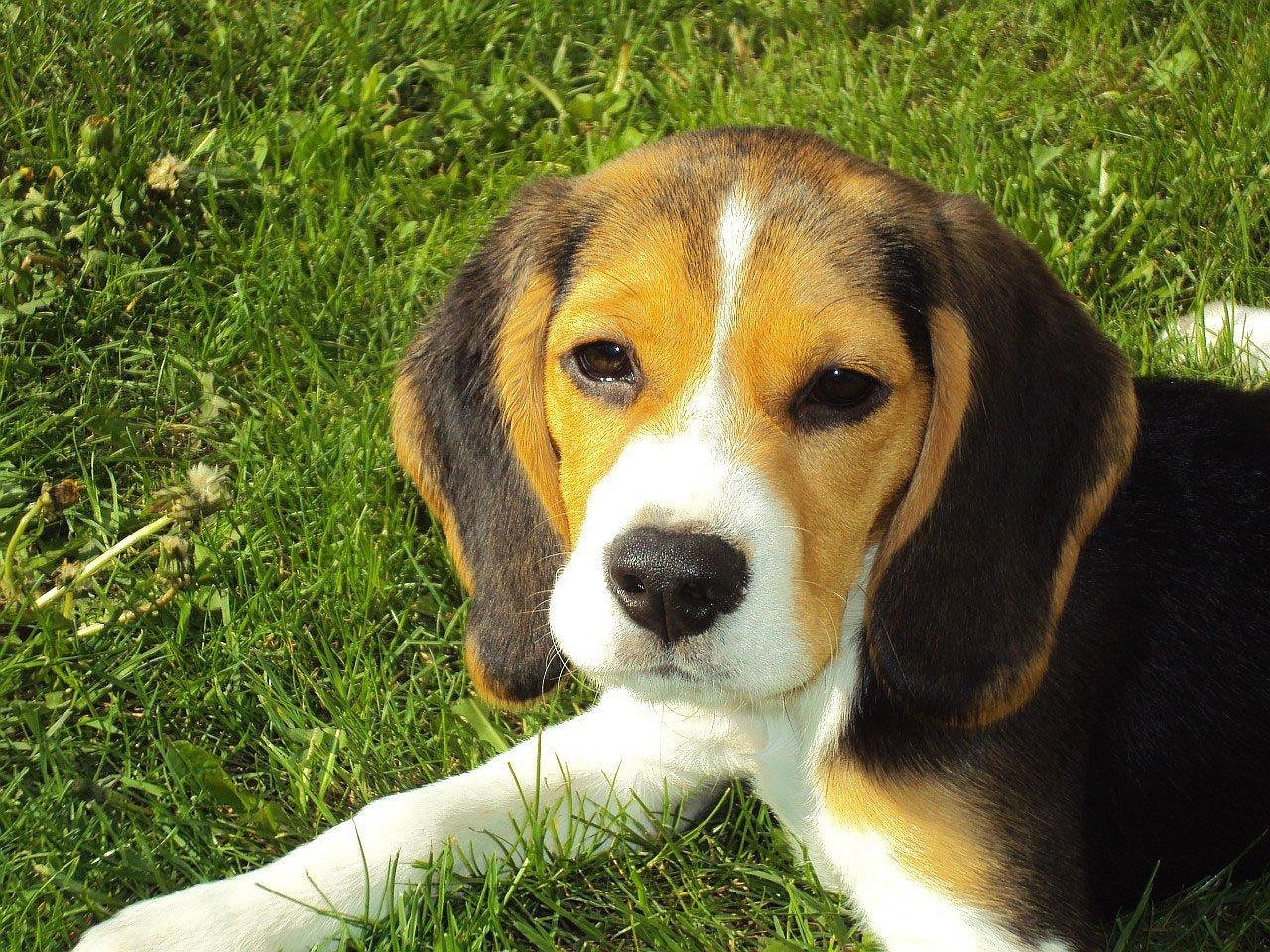 愛犬をもっと可愛く！簡単ケアで愛犬の幸せをサポートします
