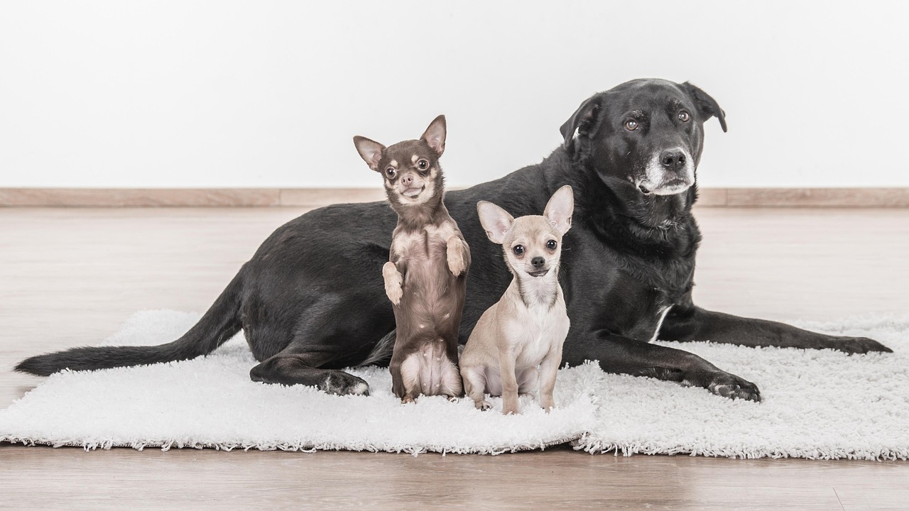 ご利用いただける犬種と料金表