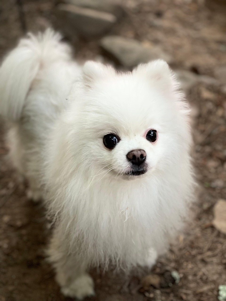 特別なプライベート空間で、愛犬に心を込めたトリミングを。