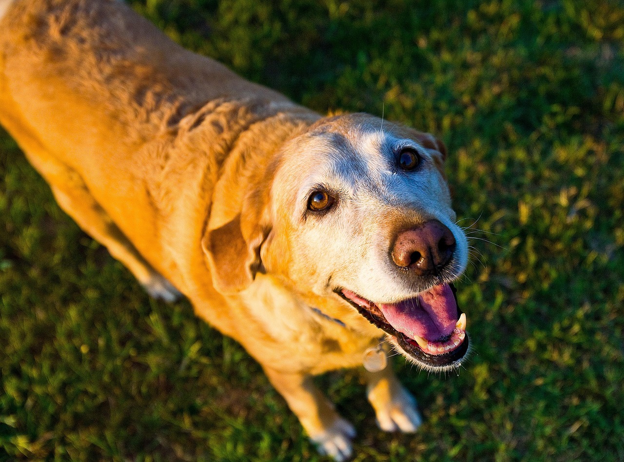 シニア犬のための安心トリミング、愛犬をもっと快適に