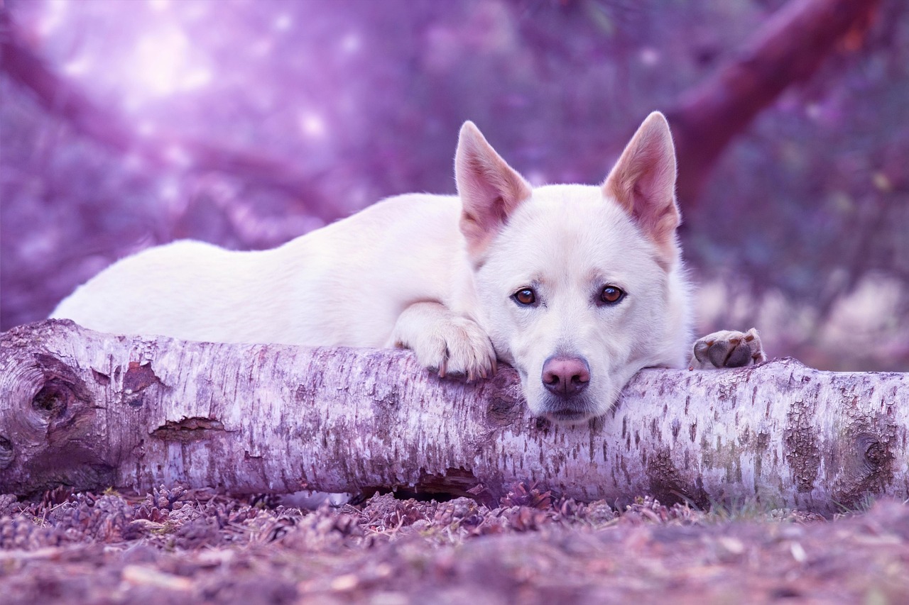 家族の一員、愛犬の美しさを引き出すシャンプーサービス