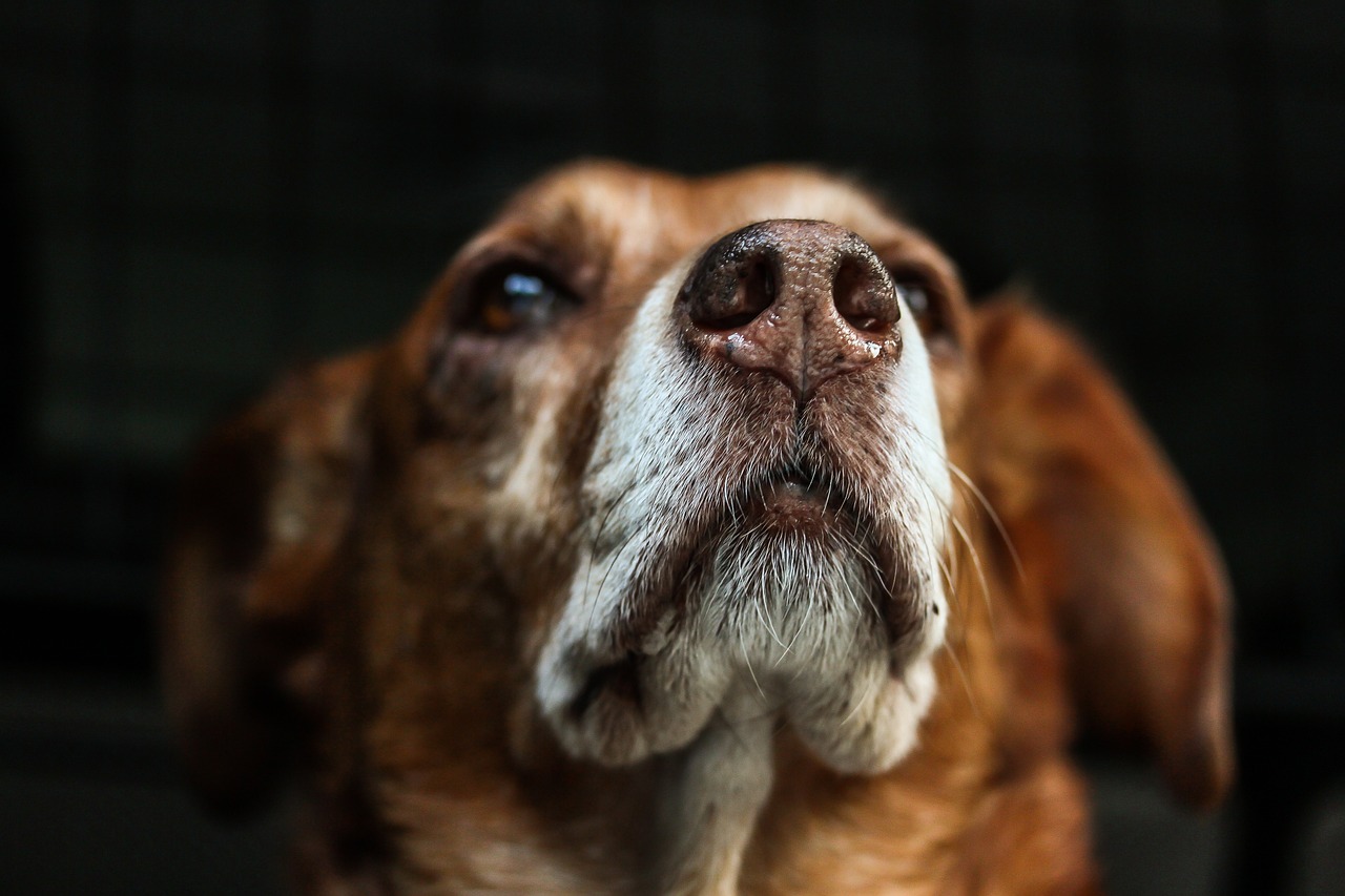 老犬に優しい配慮