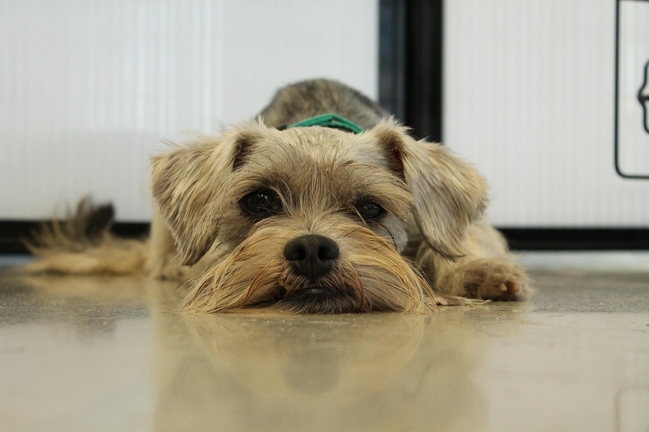 老犬に優しいトリミング方法