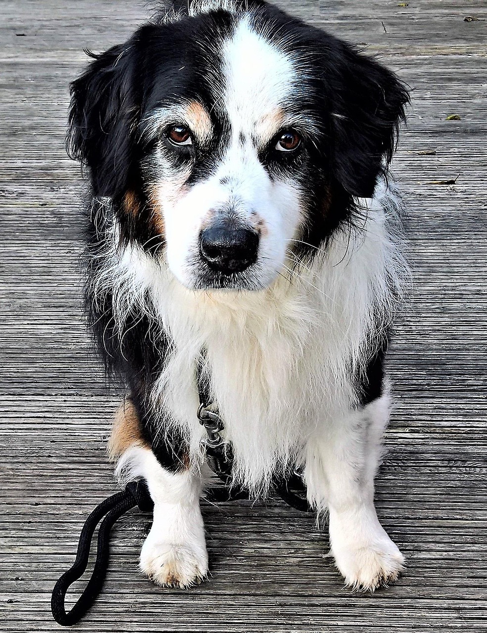 子犬から老犬まで、全ての犬種に対応！
