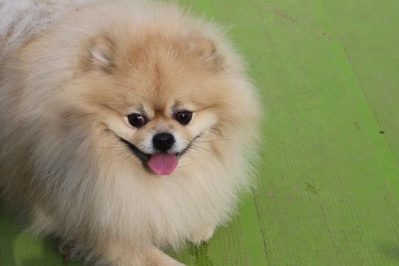 年齢を問わない愛犬のための優しいトリミング