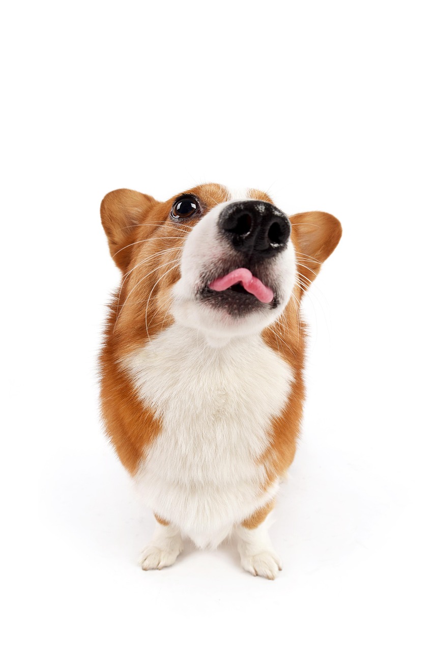 4. 犬の爪切りのポイント