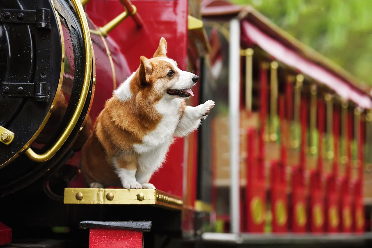 5. 老犬ケアの大切さ