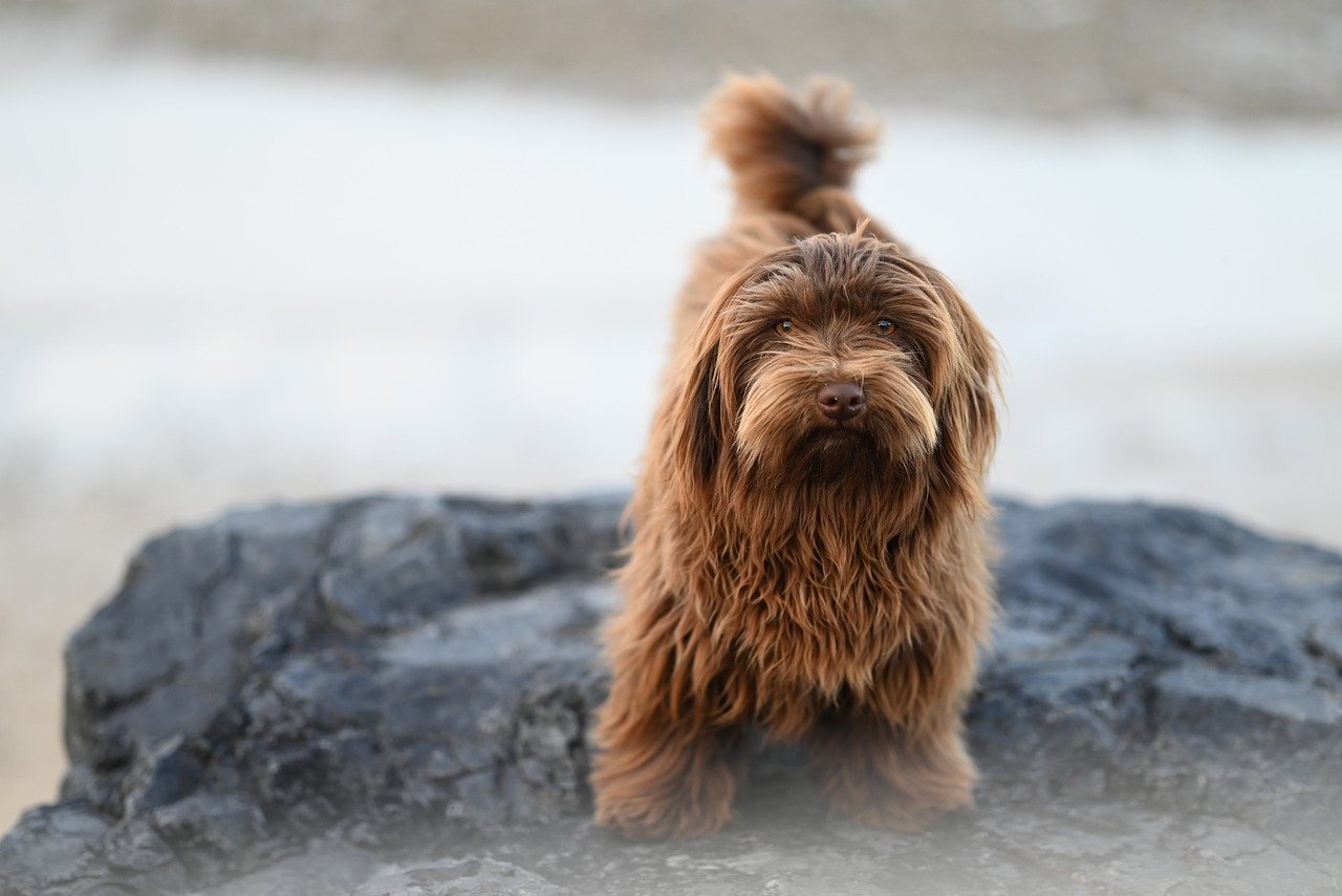 愛犬の肌と毛に優しいシャンプー