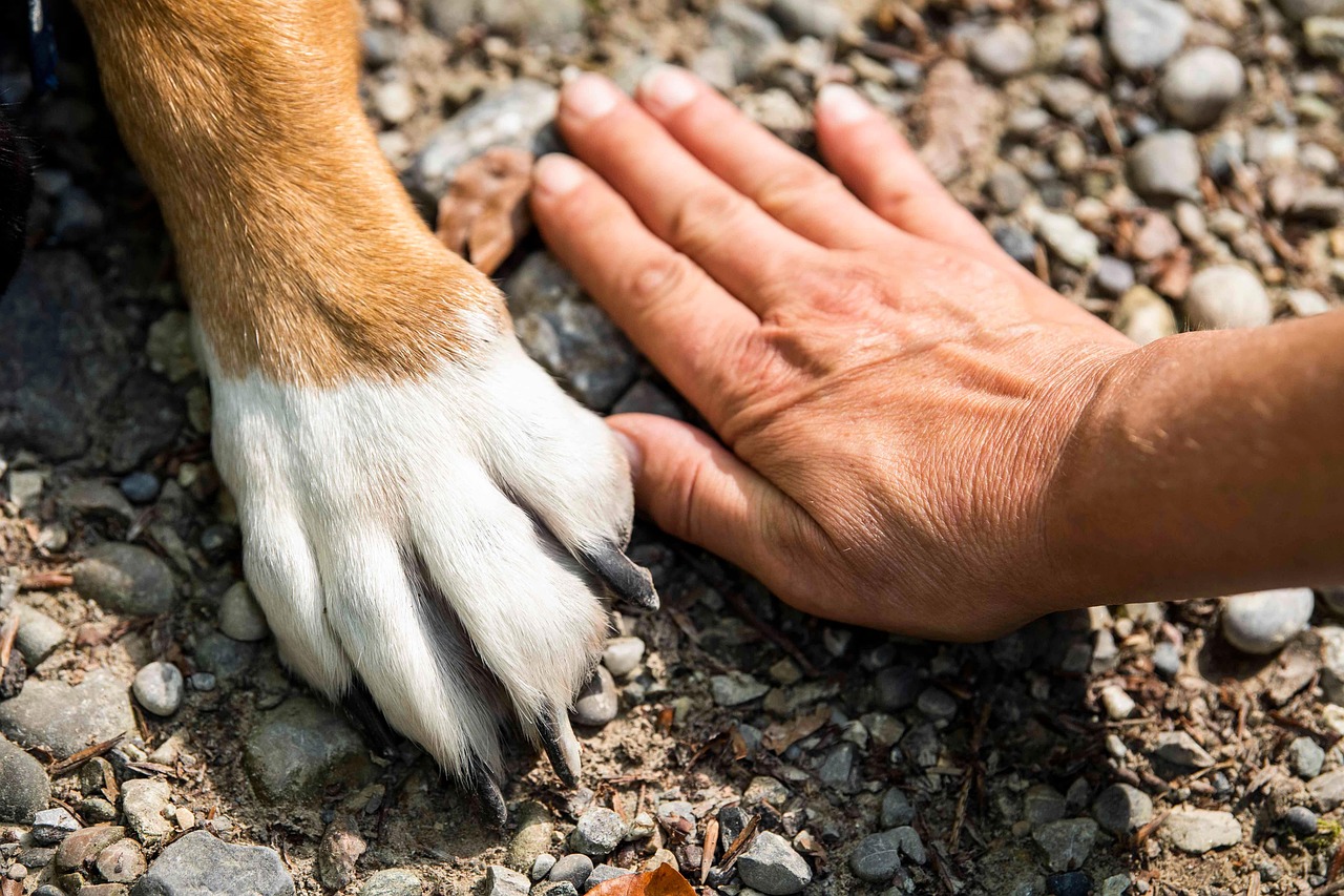 愛犬の爪切りは専門家におまかせ！