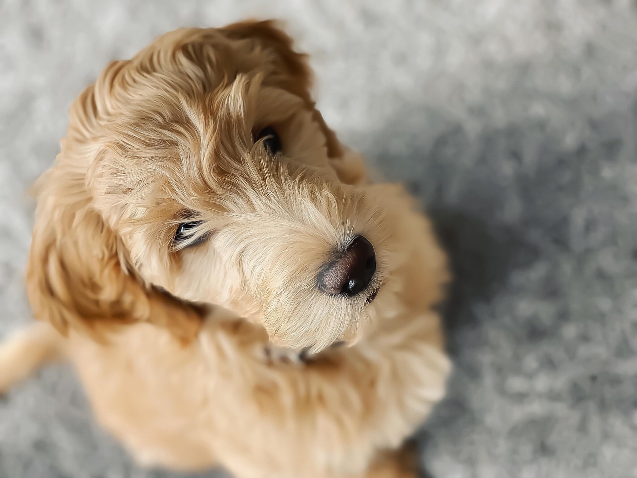 小型犬に特化した優しい施術