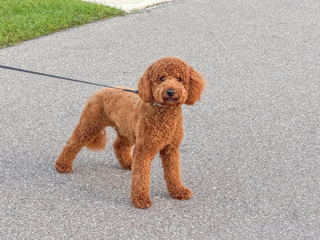 ワンちゃんも大満足！小型犬に最適な夏のカットスタイル