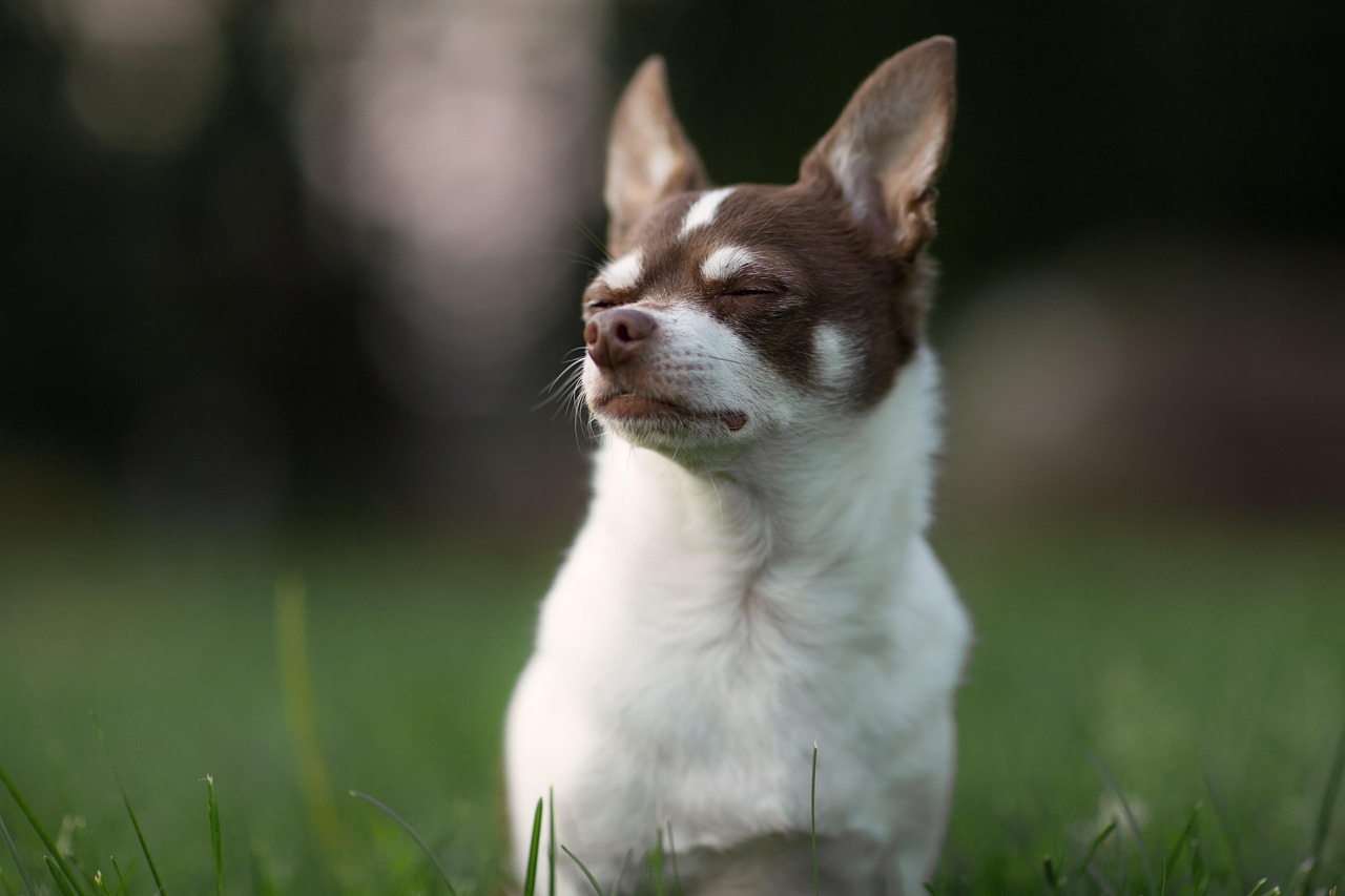 松山市で愛犬のスタイルアップを実現！小型犬サマーカットの魅力をご紹介