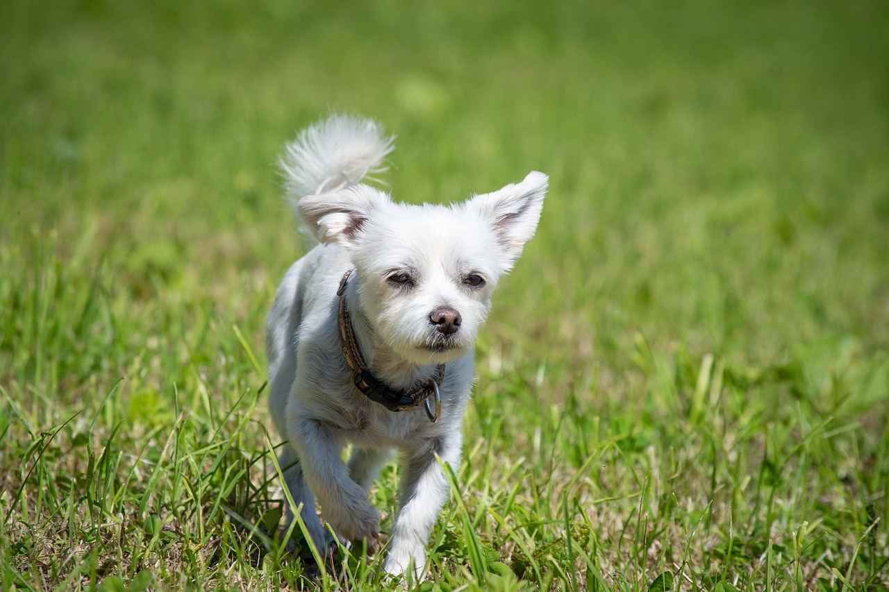 小型犬に最適なトリミングスタイル