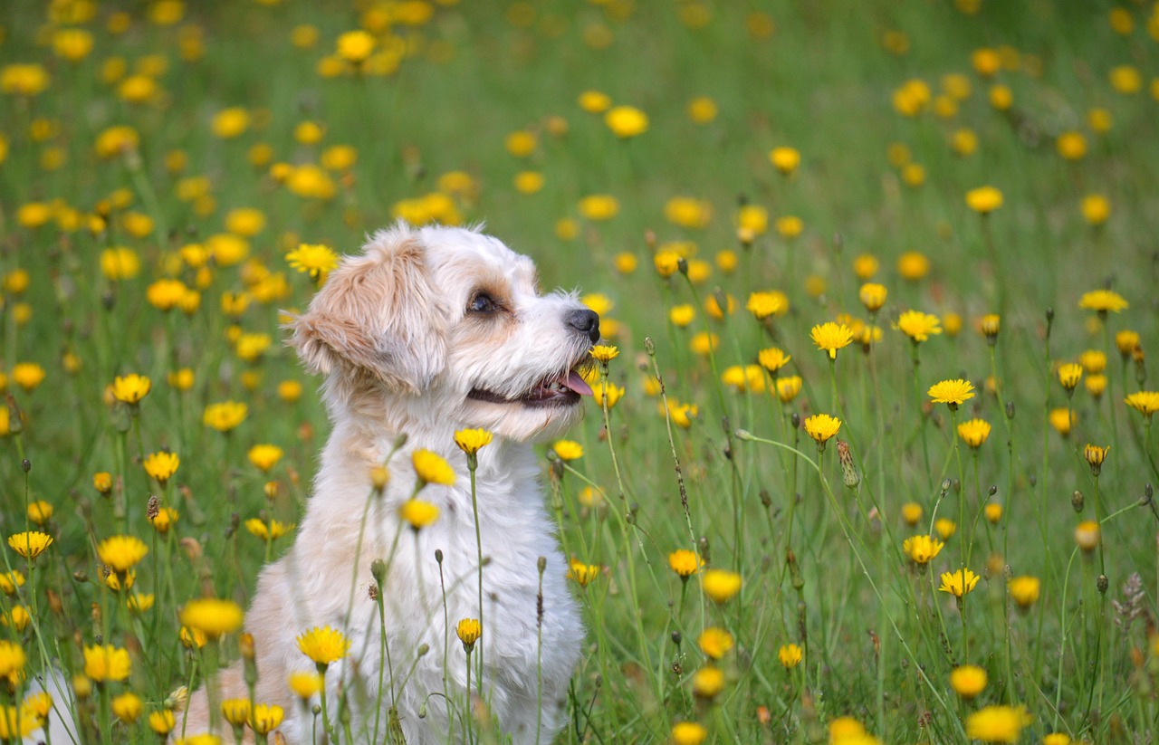 さあ、愛犬の美容を始めましょう！