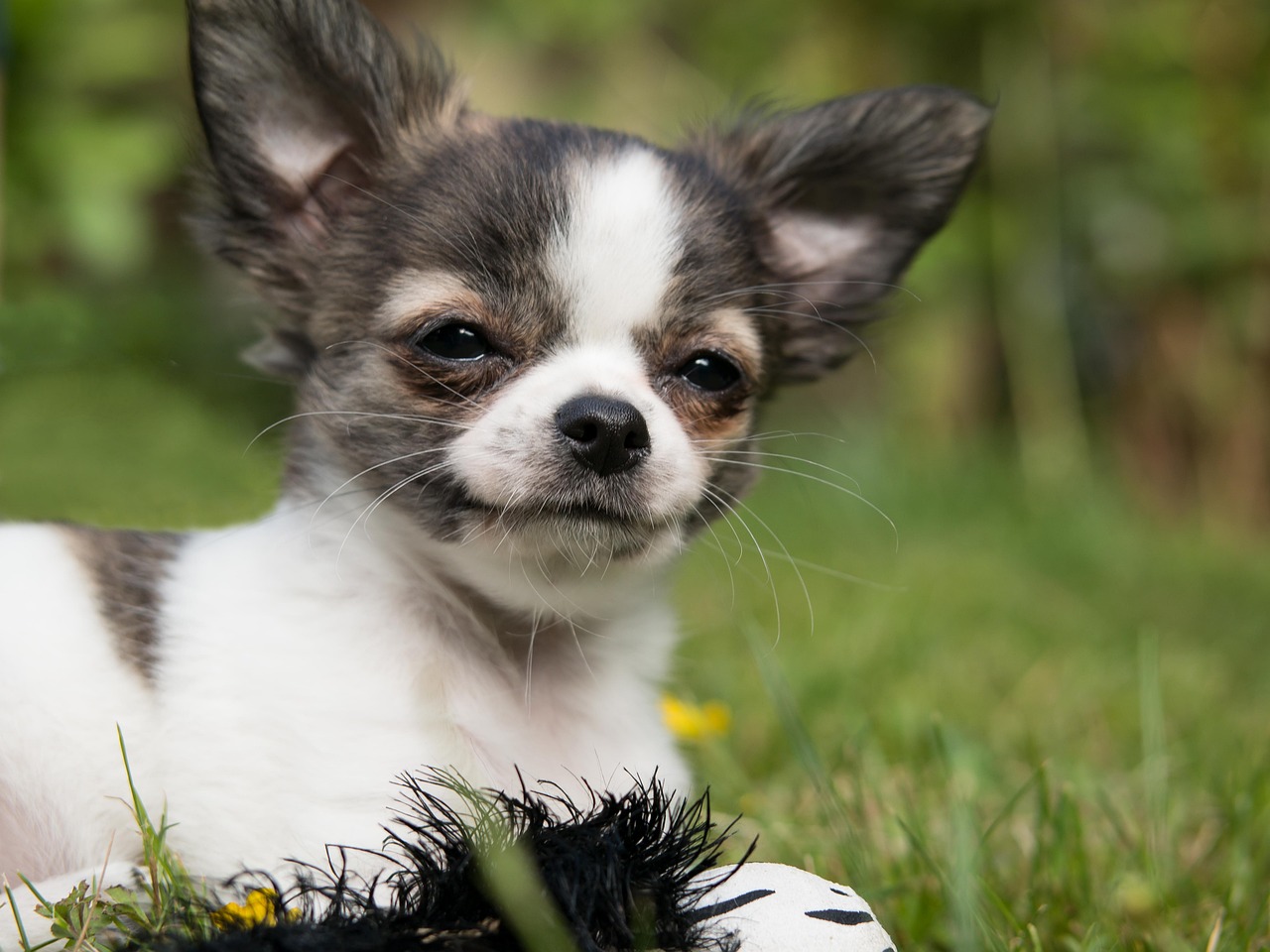 さあ、愛犬の美容を始めましょう！