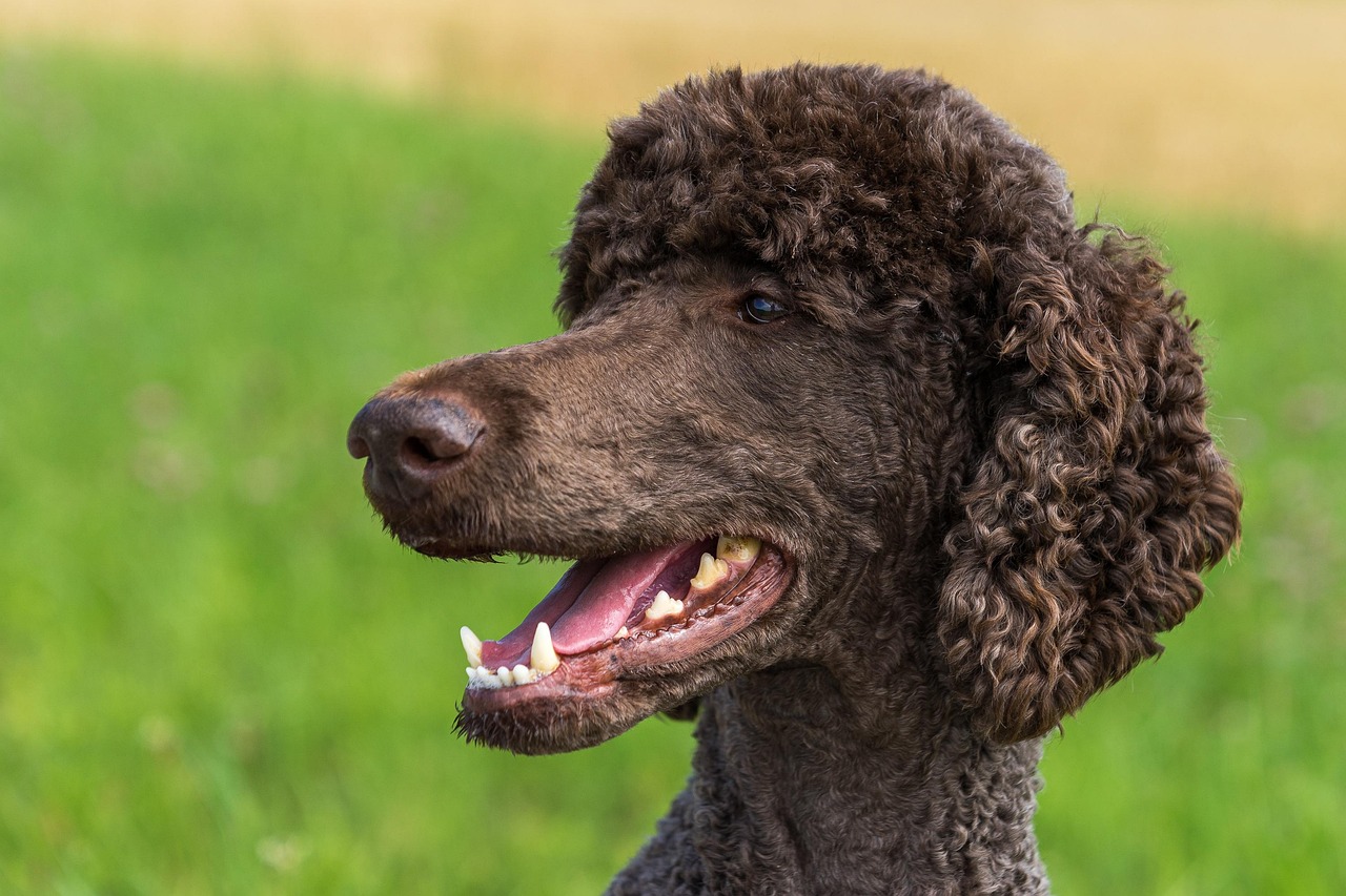 愛犬の美容との向き合い方