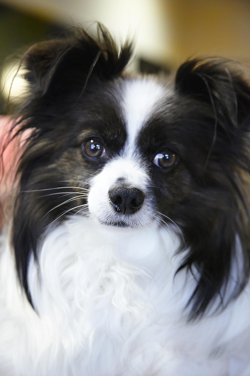愛犬パピヨンを美しく保つシャンプーとお手入れ