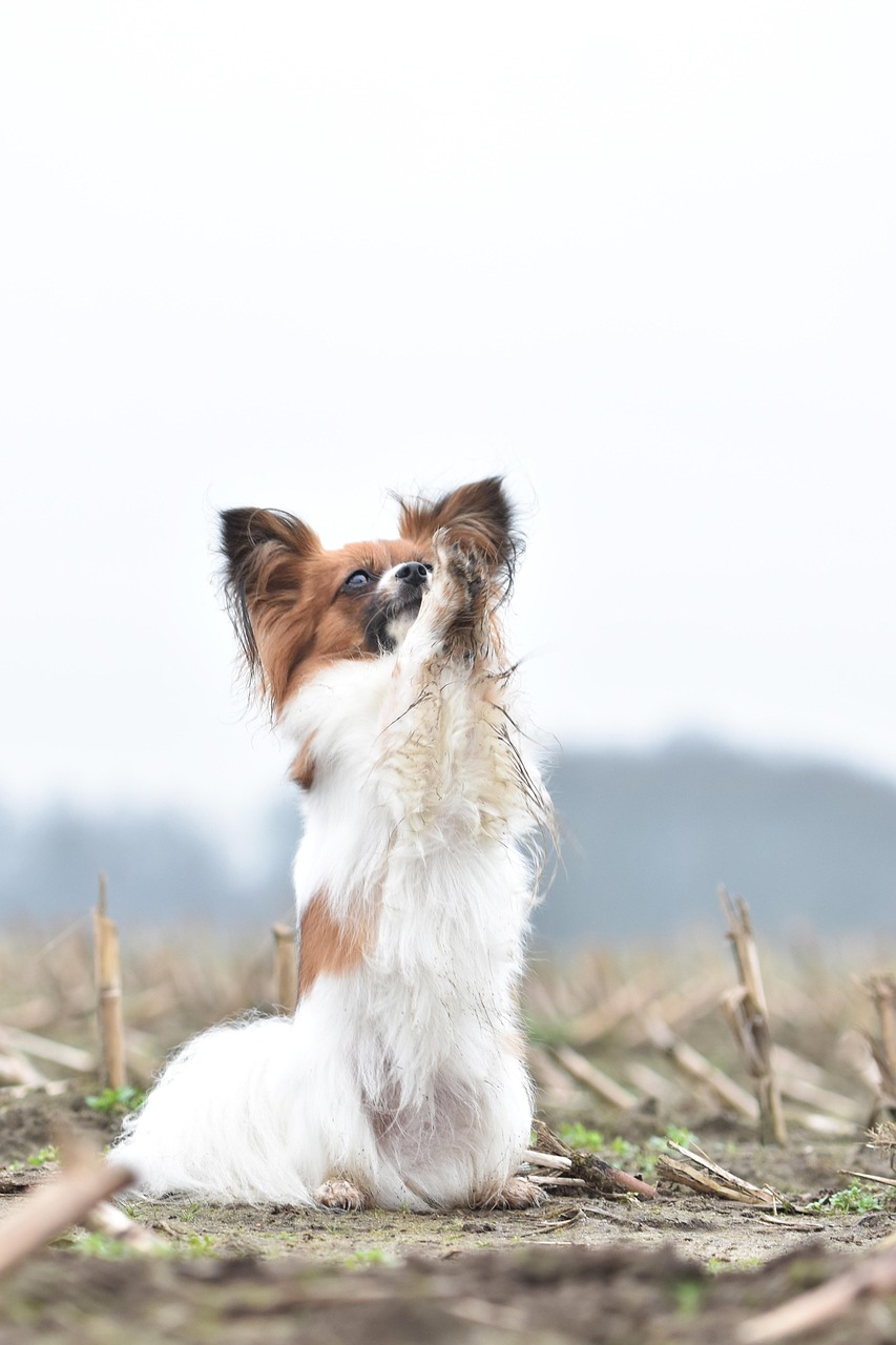 小型犬専用のトリミングサービス
